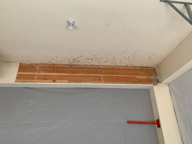 Best Basement Mold Removal  in Van Alstyne, TX