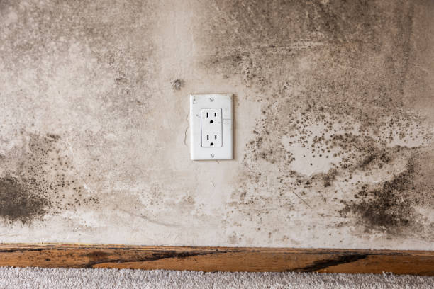 Best Dehumidification Services  in Van Alstyne, TX