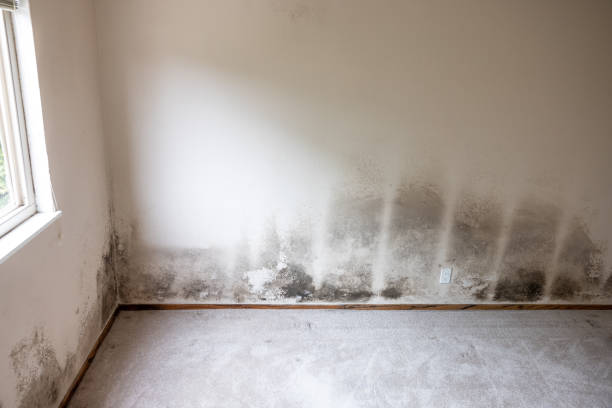 Trusted Van Alstyne, TX Mold Removal Experts